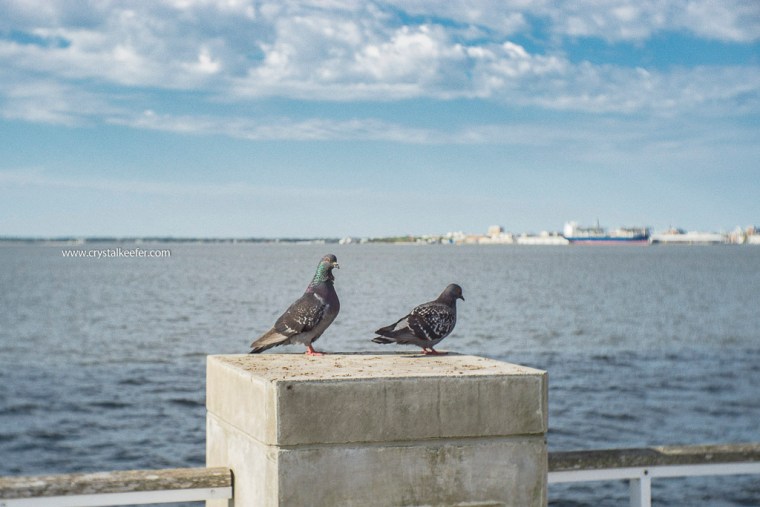 Morning in Mt Pleasant-4