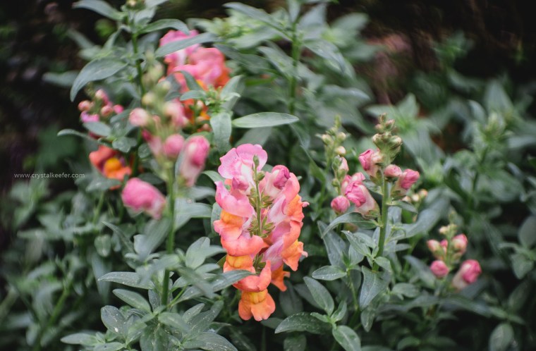 Magnolia in springtime-10