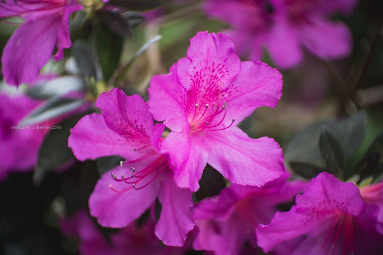 Magnolia in springtime-11