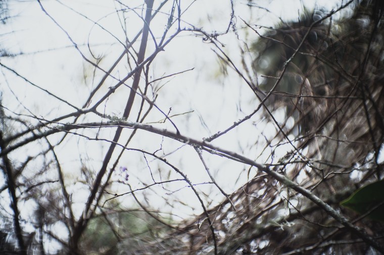 Magnolia in springtime-12