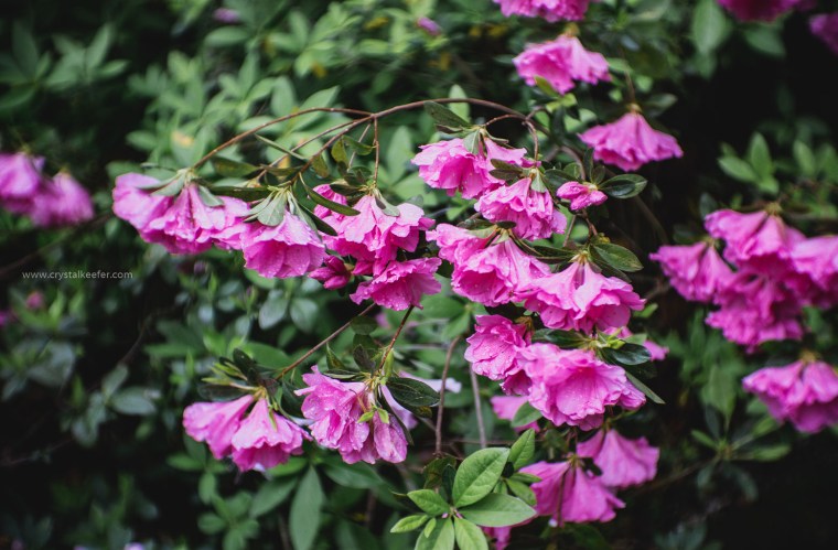 Magnolia in springtime-13