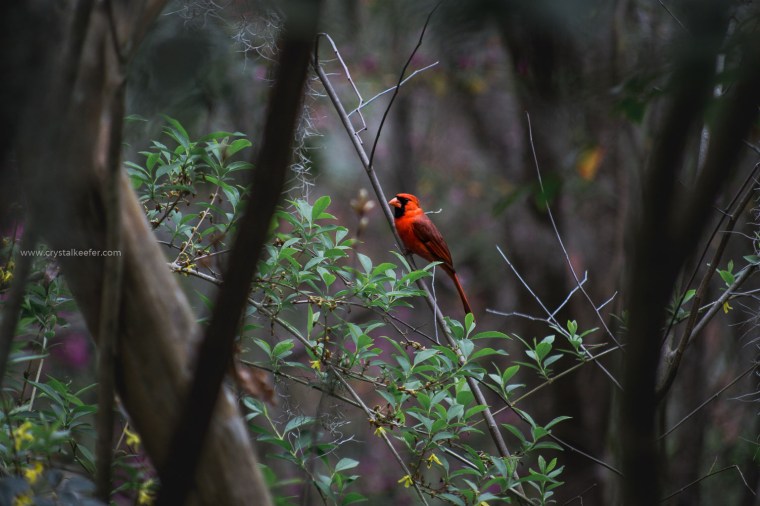 Magnolia in springtime-15