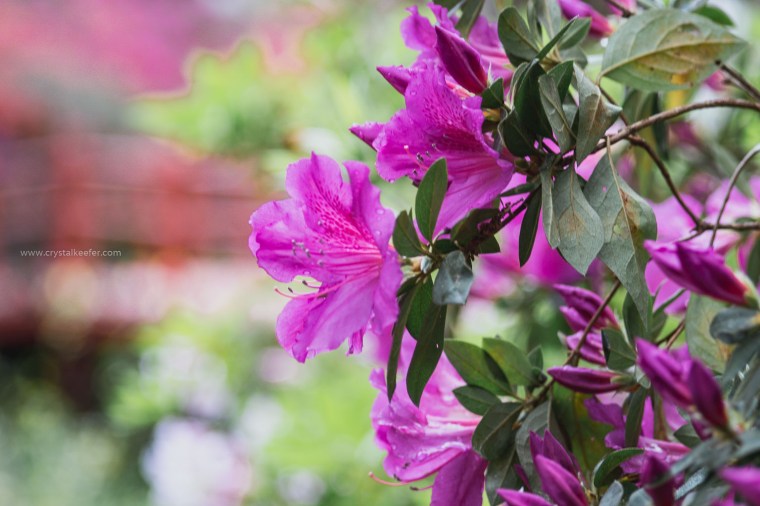 Magnolia in springtime-16