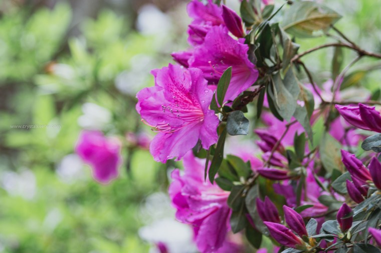 Magnolia in springtime-17