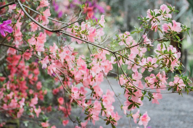 Magnolia in springtime-19