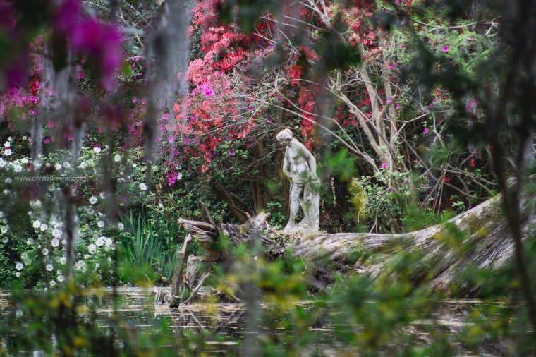 Magnolia in springtime-20