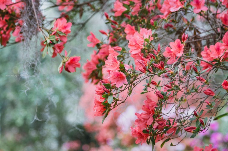 Magnolia in springtime-23