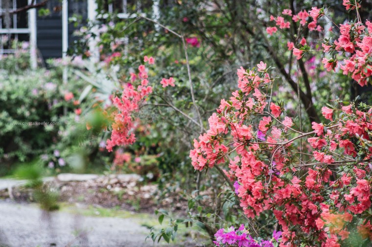 Magnolia in springtime-24