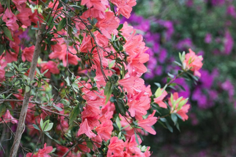 Magnolia in springtime-25