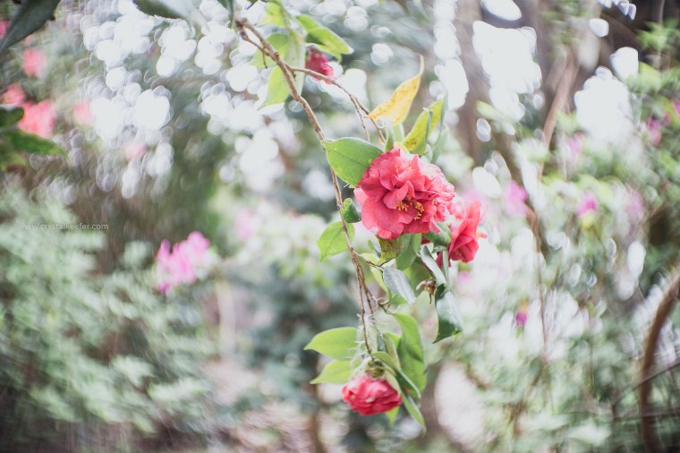 Magnolia in springtime-26