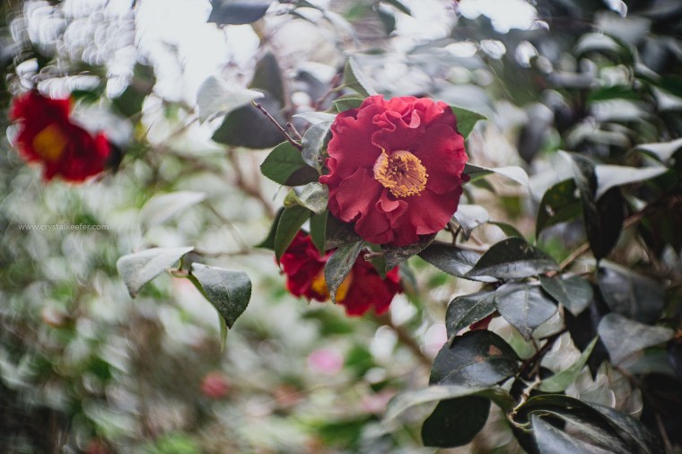 Magnolia in springtime-28