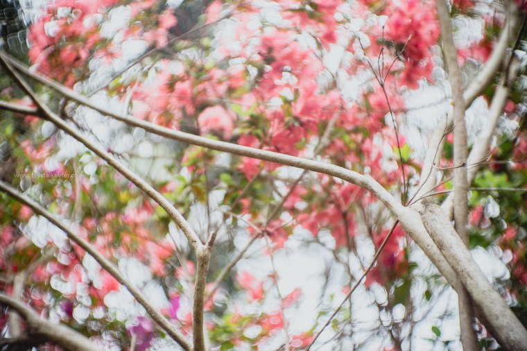 Magnolia in springtime-29