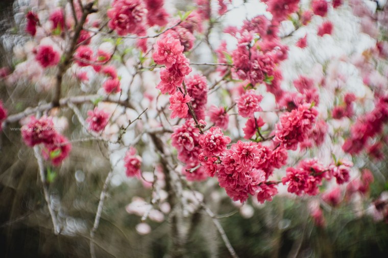 Magnolia in springtime-3