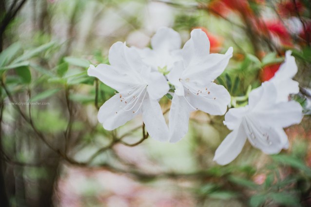 Magnolia in springtime-30
