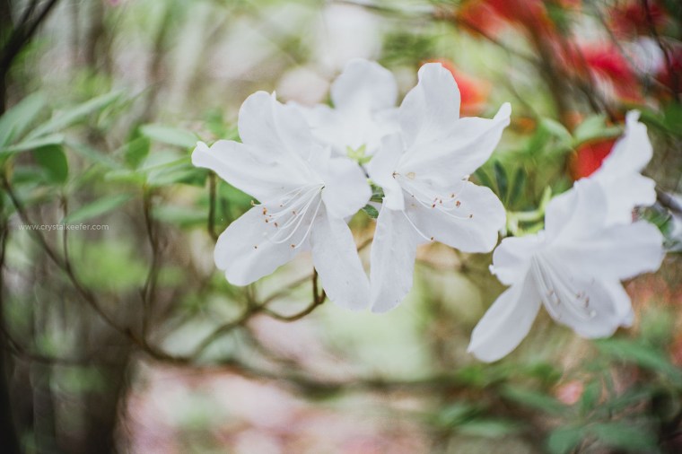 Magnolia in springtime-30