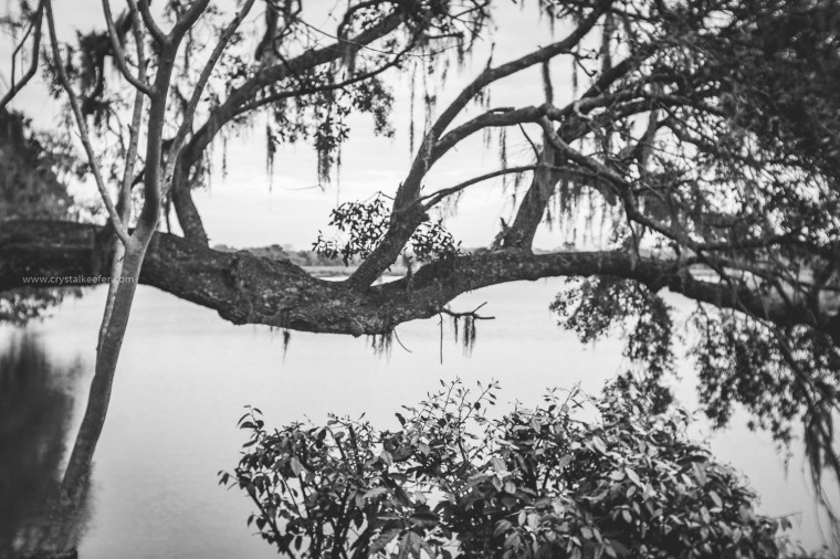 Magnolia in springtime-31