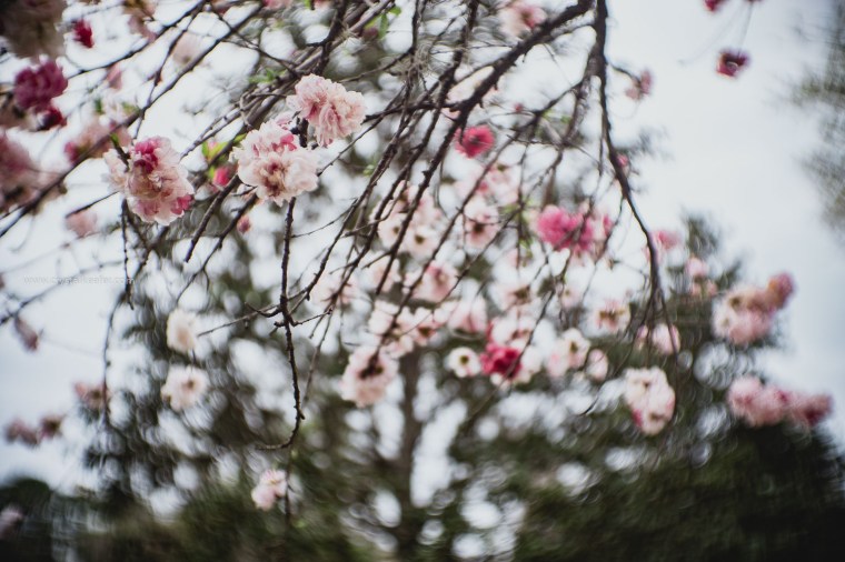 Magnolia in springtime-5