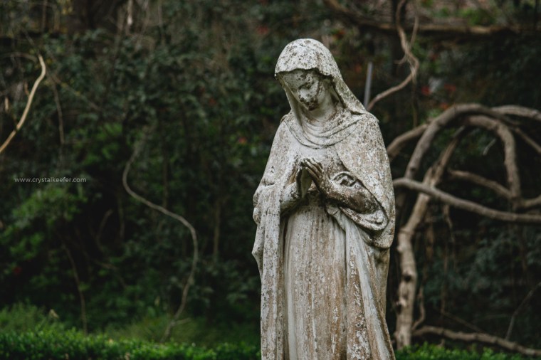 Magnolia in springtime-9