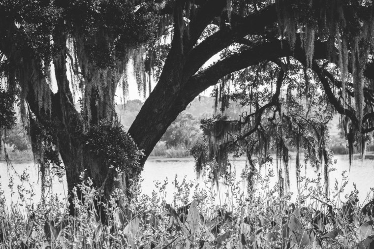 Middleton Place-30